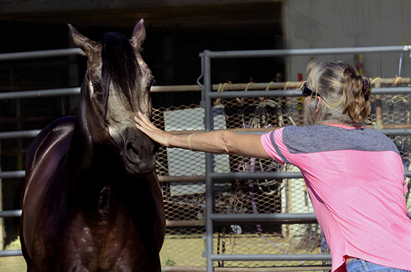 Black Hawke 2011 Blue Roan Stallion ~ Homozygous Roan ~ Standing at Stud
